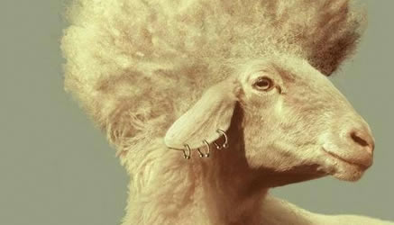 From sheep to Doggy Style. Il Miur si scusa