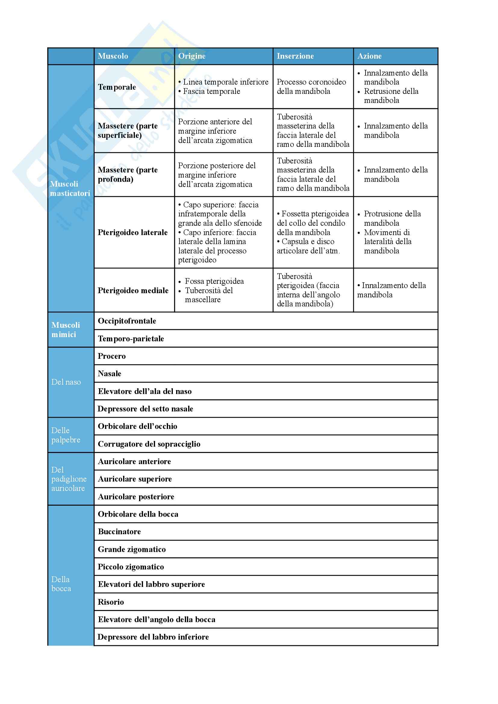 Schema muscoli origine inserzione