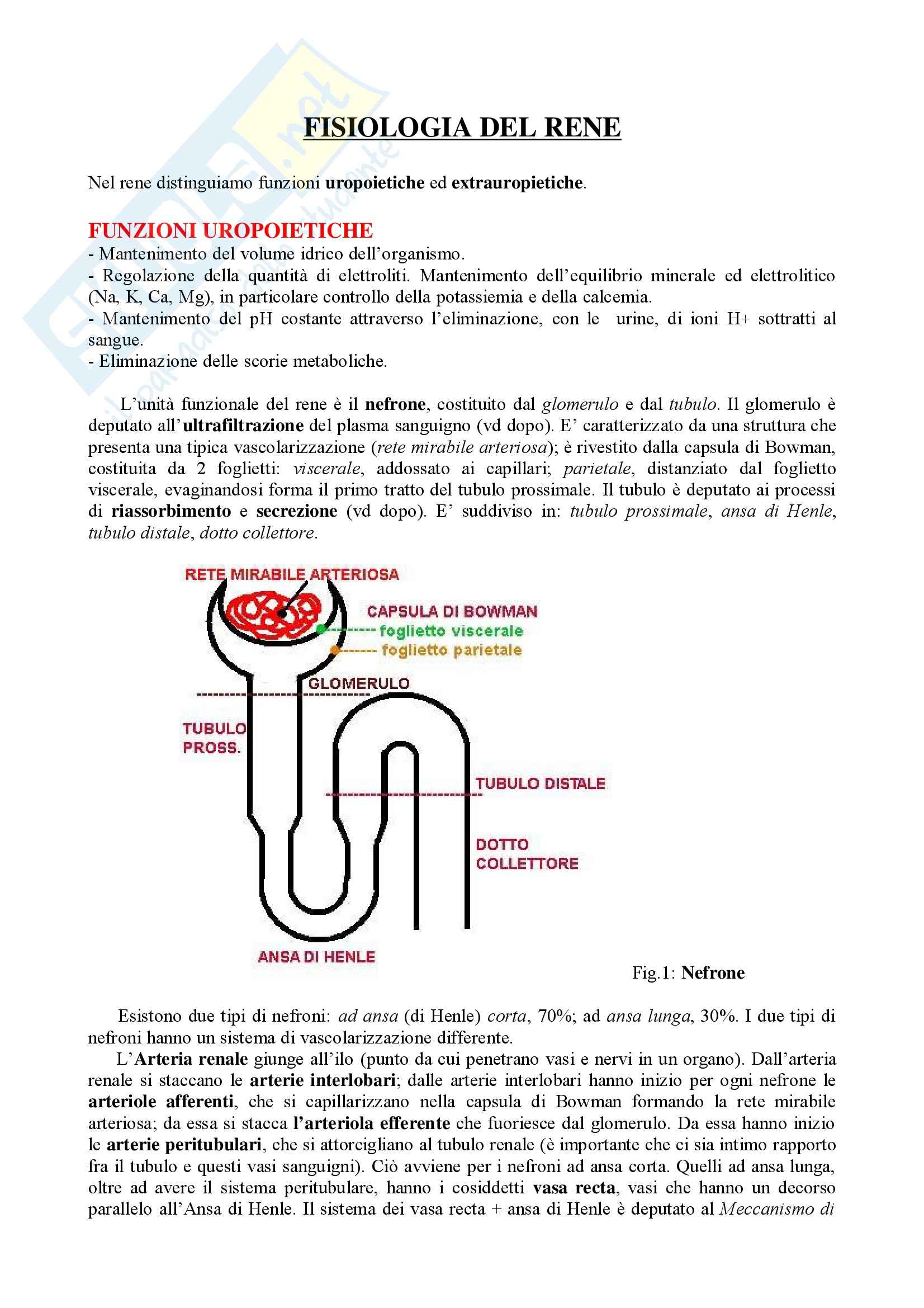 Meccanismo controcorrente nel rene