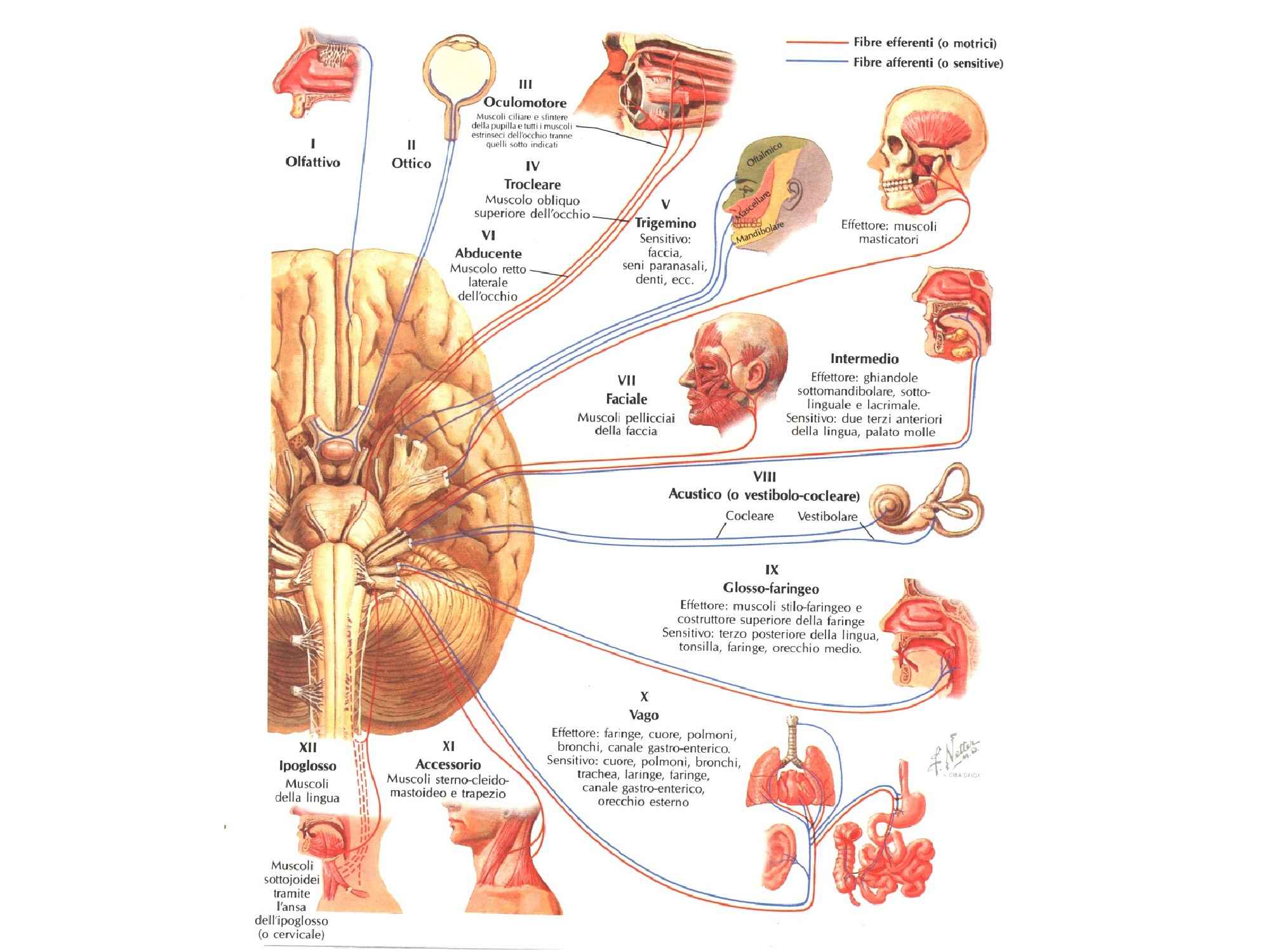 Schema sistema nervoso anatomia