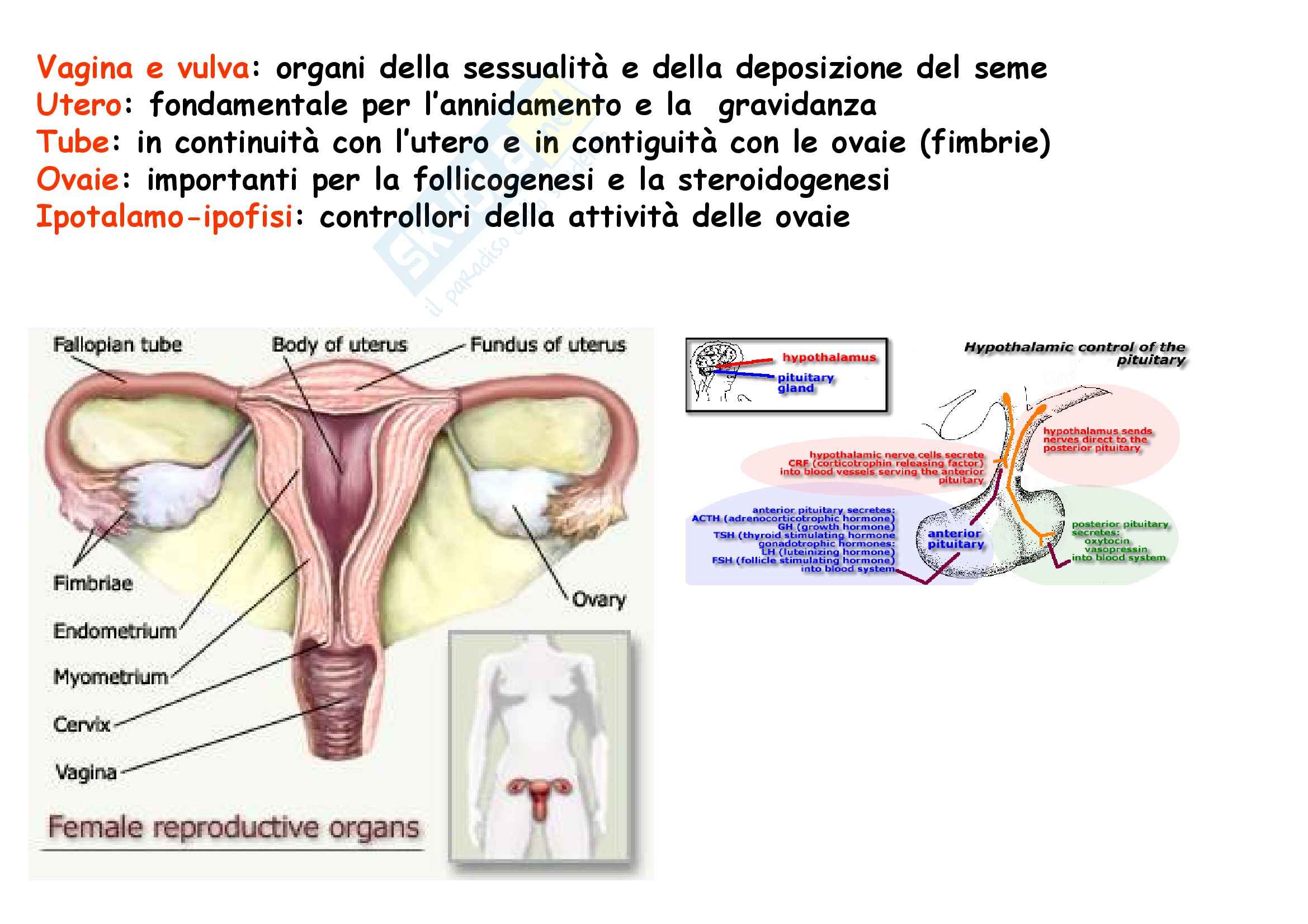 Verifica Scienze Terza Media Apparato Riproduttore