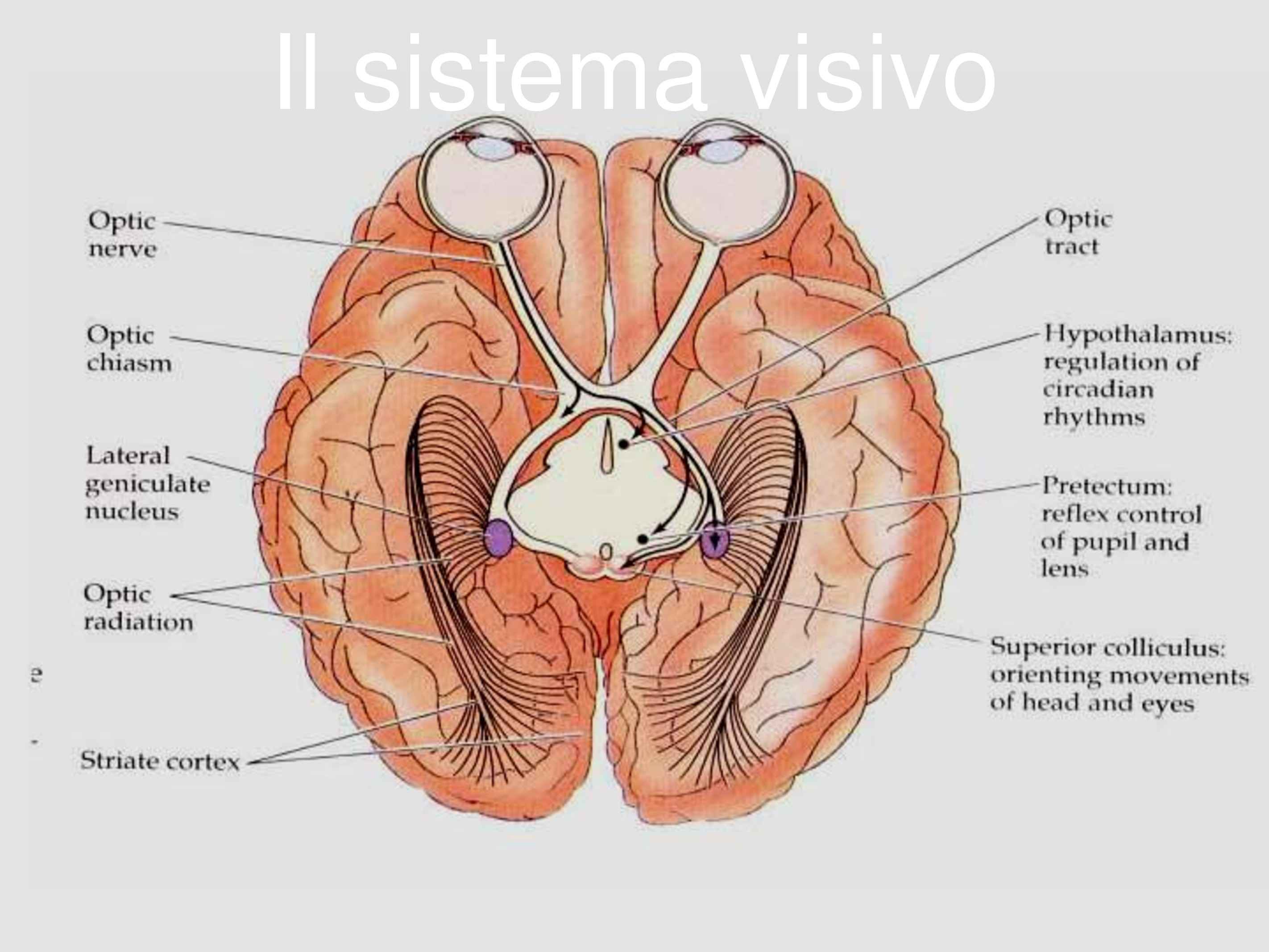 Schema sistema visivo