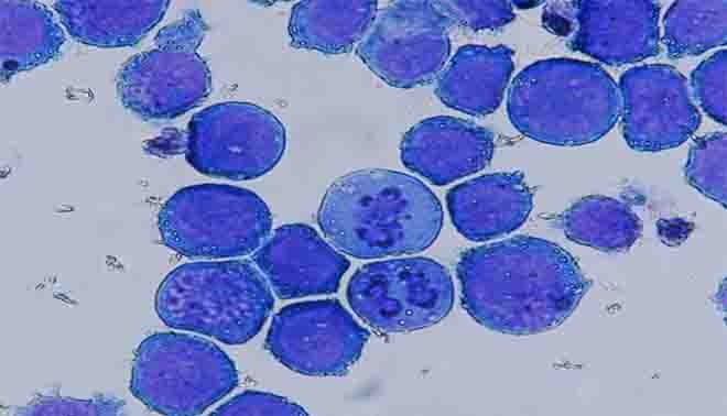 Cellula, ricerca