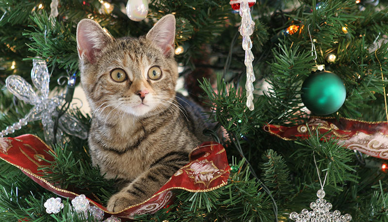 Natale: 5 situazioni imbarazzanti da condividere sui social