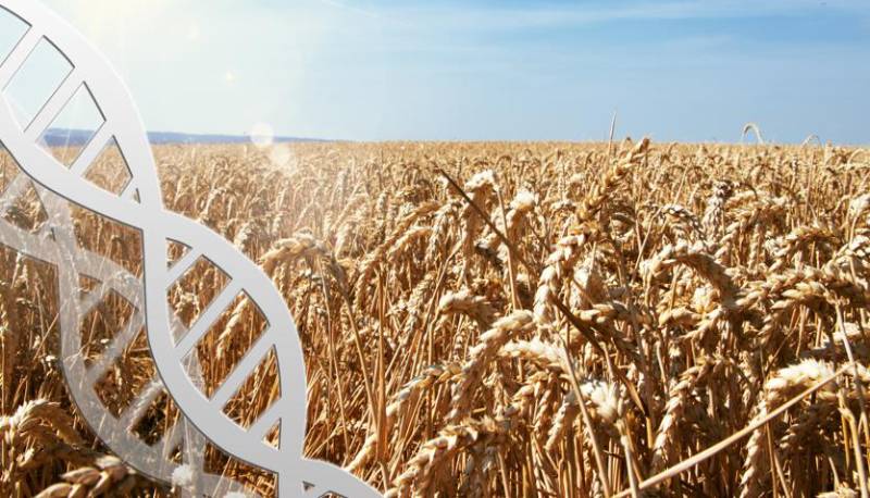Anche la pasta ha un DNA: la scoperta per il nostro futuro