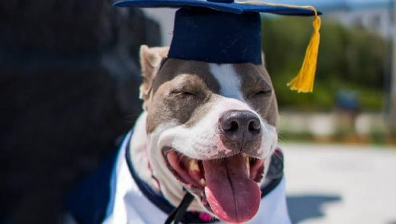 Laurea doppia per una studentessa e… il suo cane