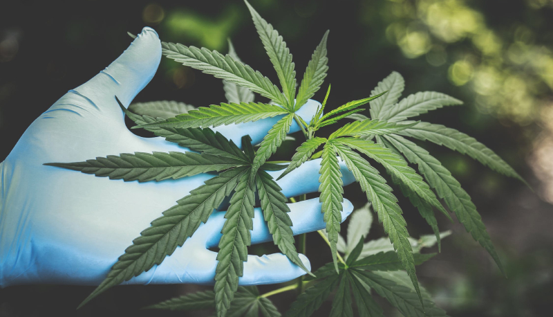 All’università corso sulla cannabis: scoppia la polemica