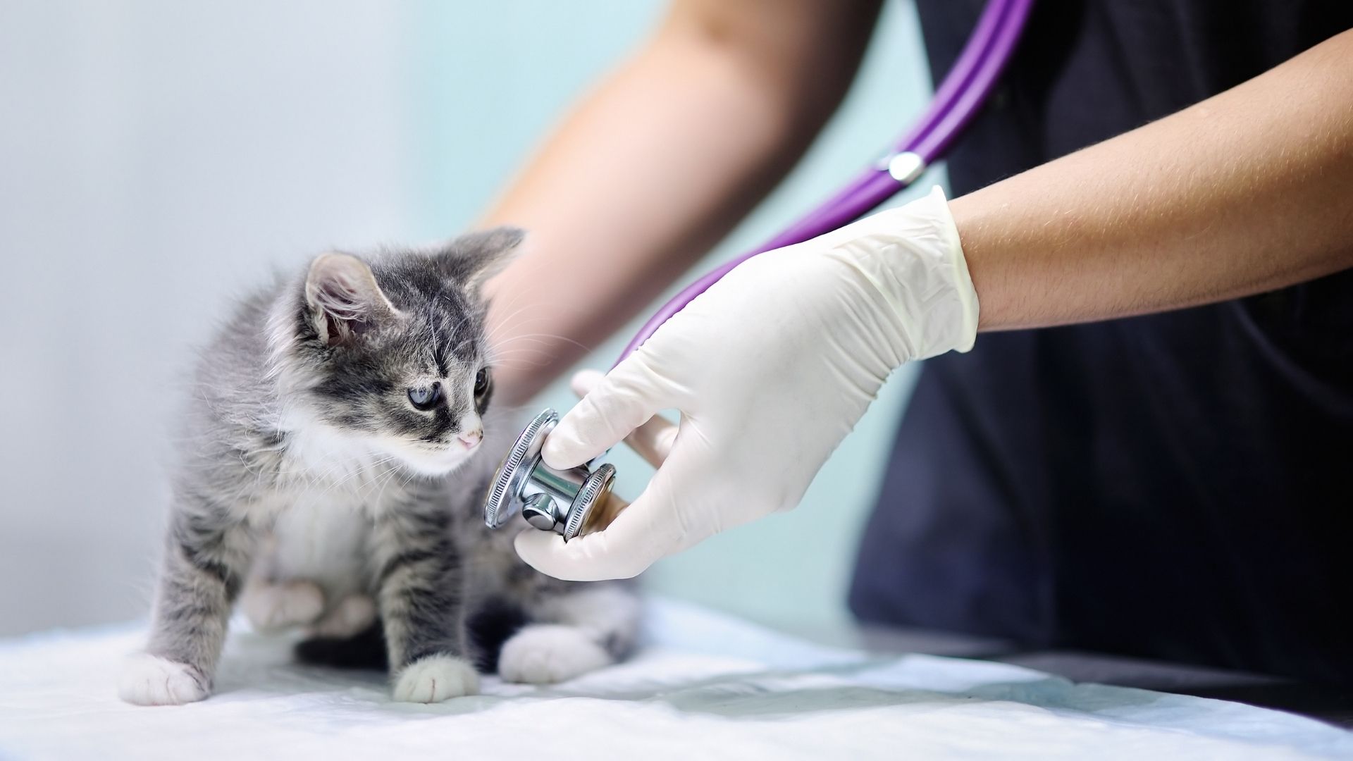 Lavorare con gli animali, quale laurea serve?