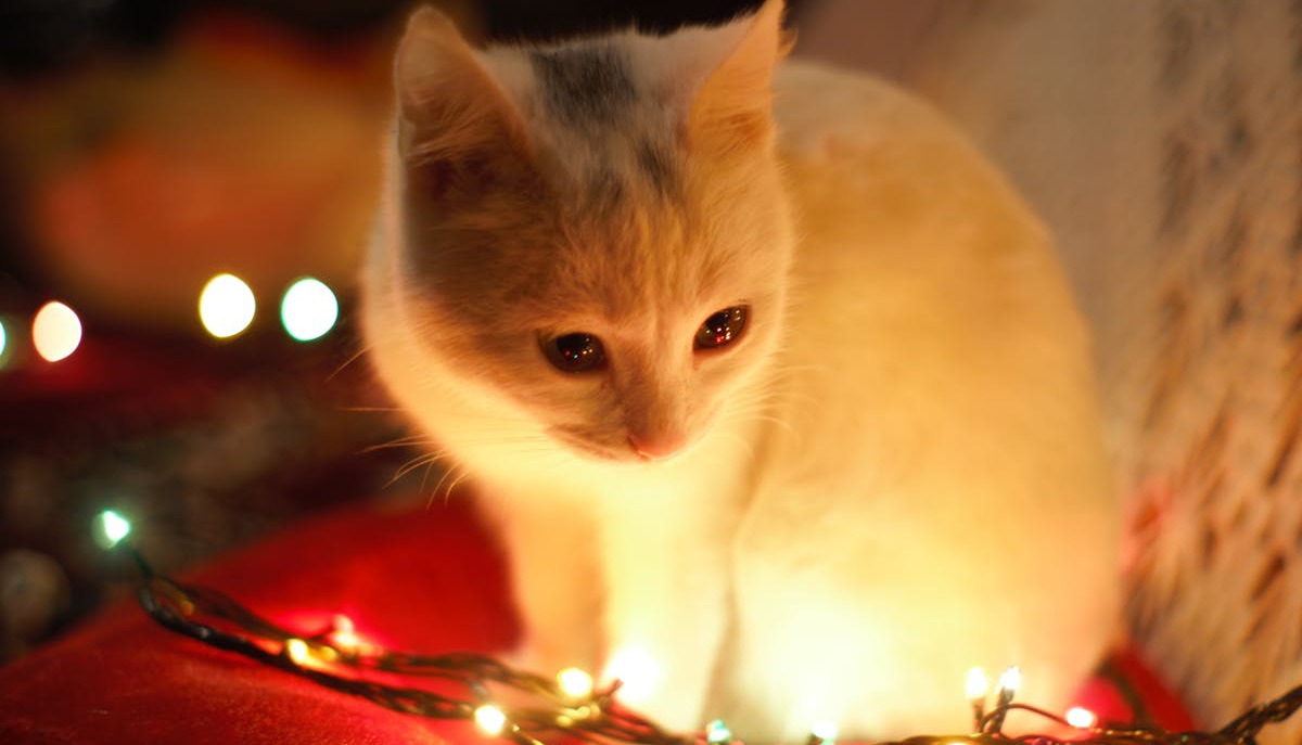 vacanze di natale quando iniziano