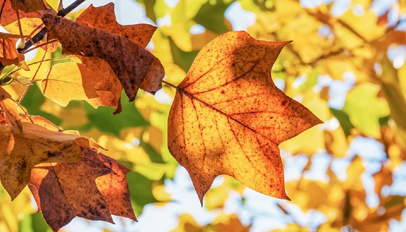 Inizia L Autunno Frasi Poesie E Canzoni Dedicate Alla Stagione
