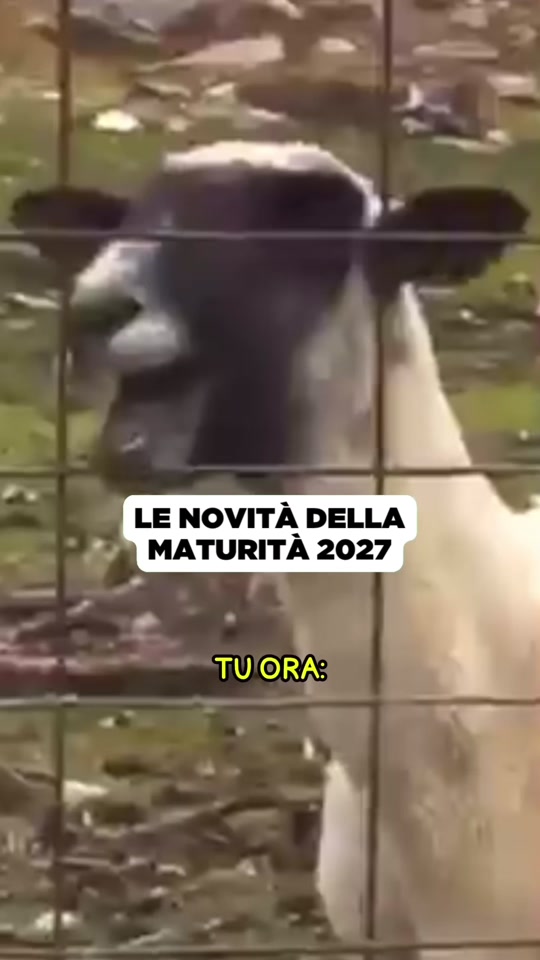 https://www.tiktok.com/@skuolanet/video/7701377965665291552
