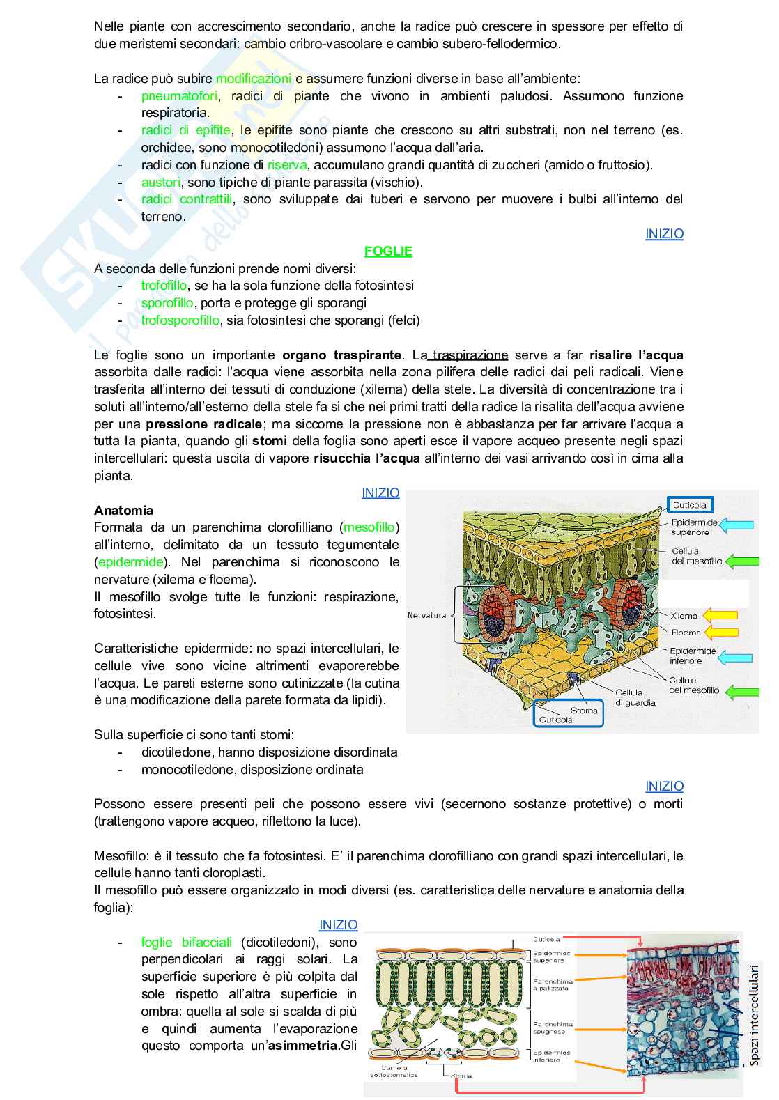 Biologia vegetale - Botanica generale (2 parte) Pag. 26