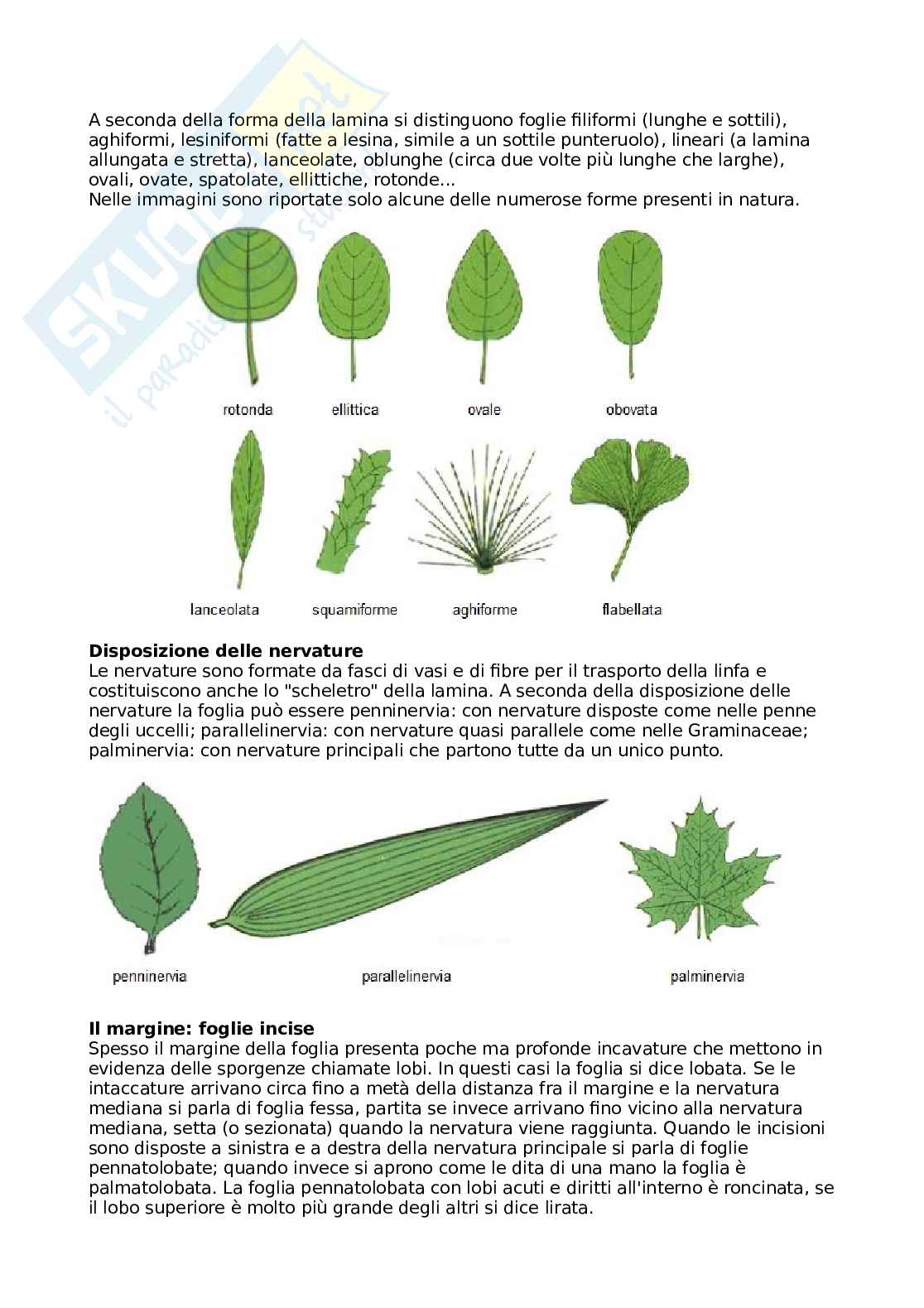 Botanica generale e sistematica Pag. 26