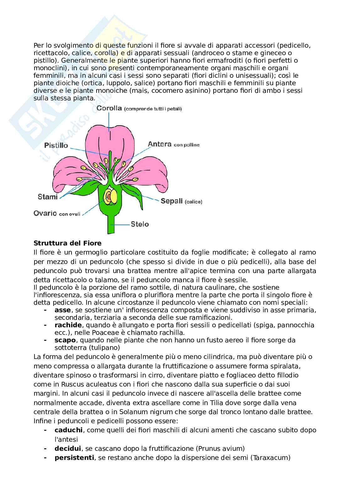 Botanica generale e sistematica Pag. 36