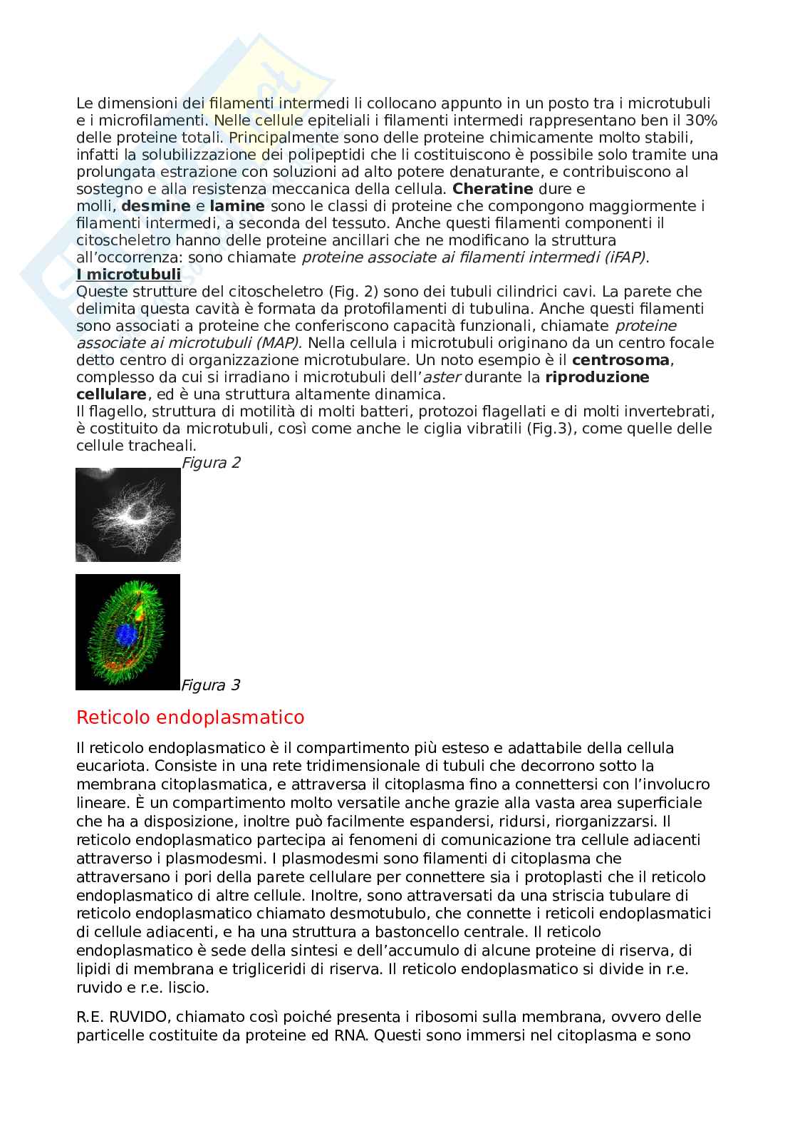 Botanica generale e sistematica Pag. 6