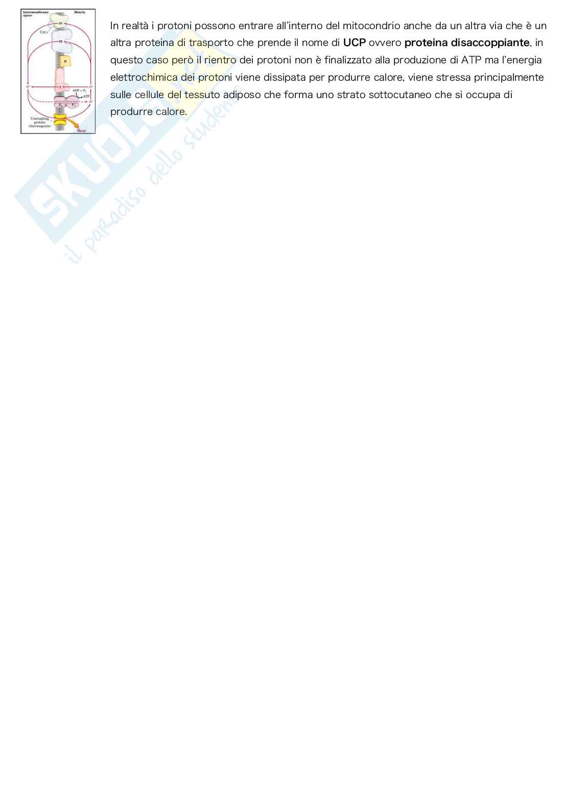 Appunti di Biochimica Pag. 91