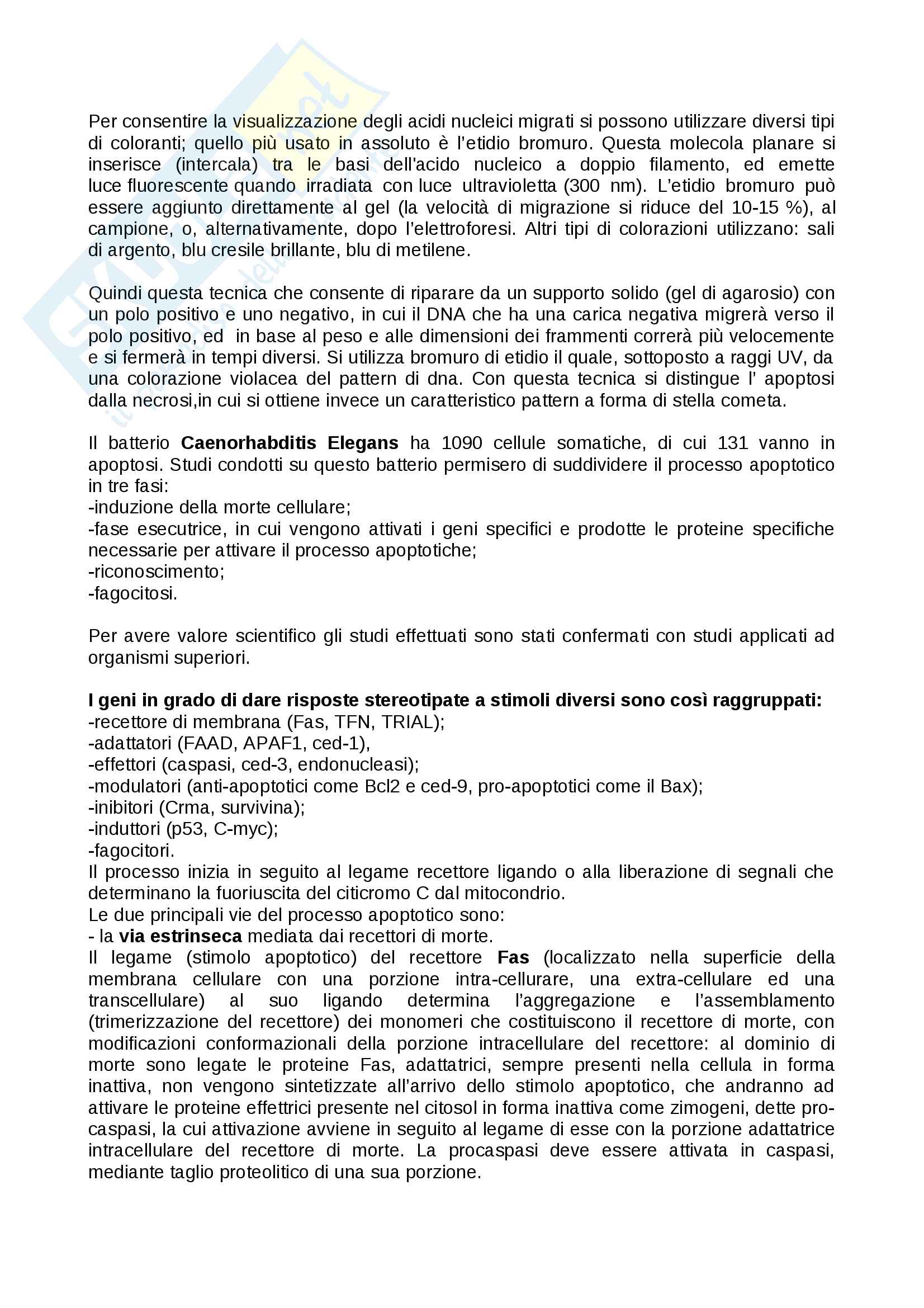 Patologia, apoptosi Pag. 2