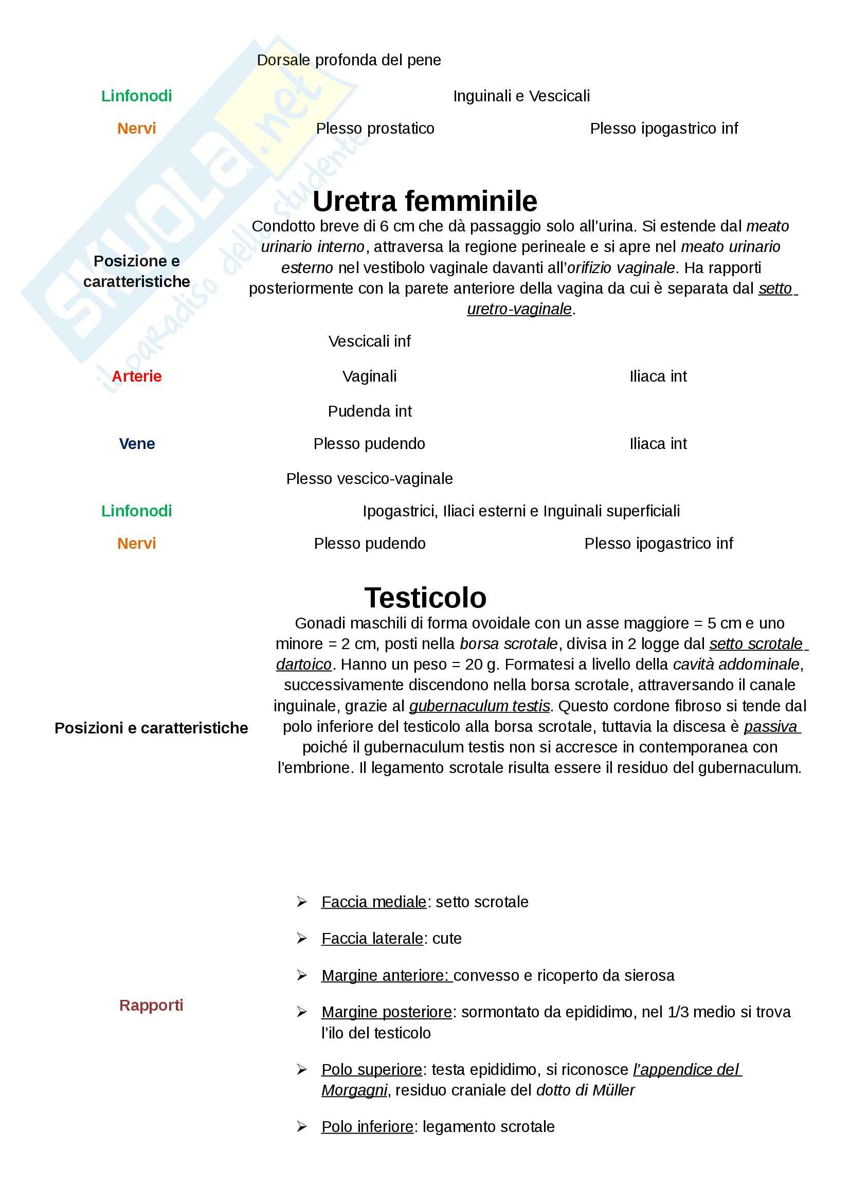 Anatomia umana - uretra e altre nozioni Pag. 2