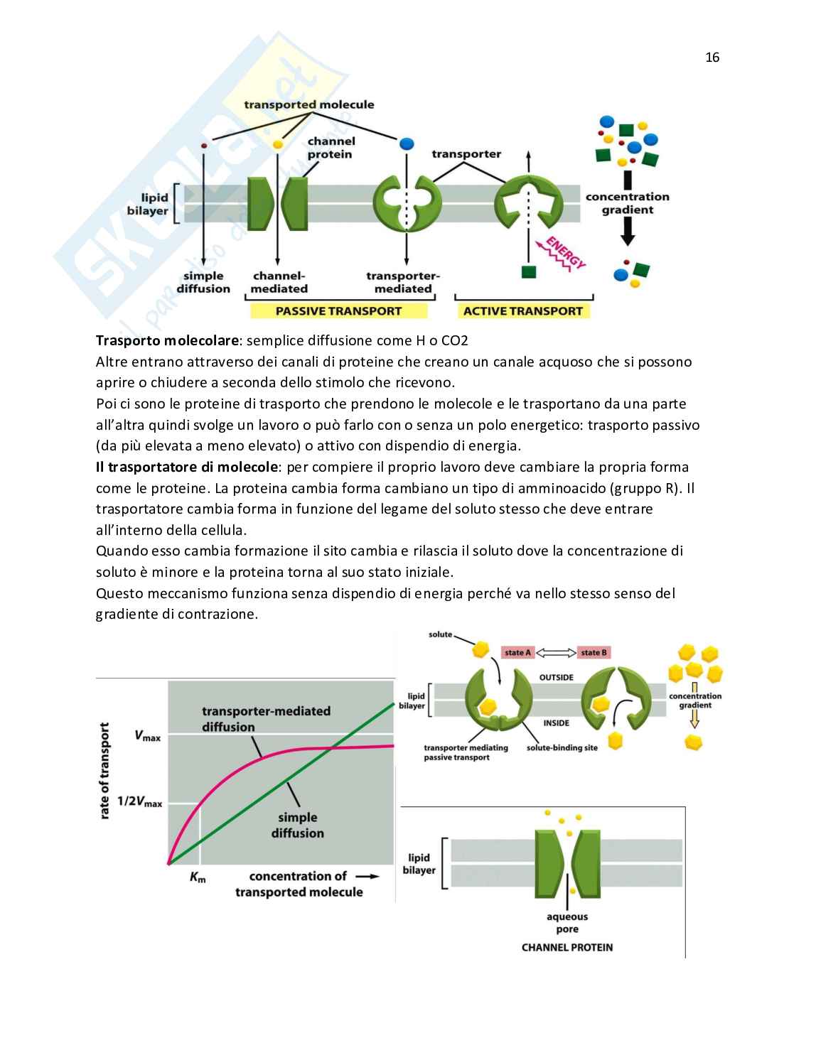 Biologia della cellula e Dna Pag. 16