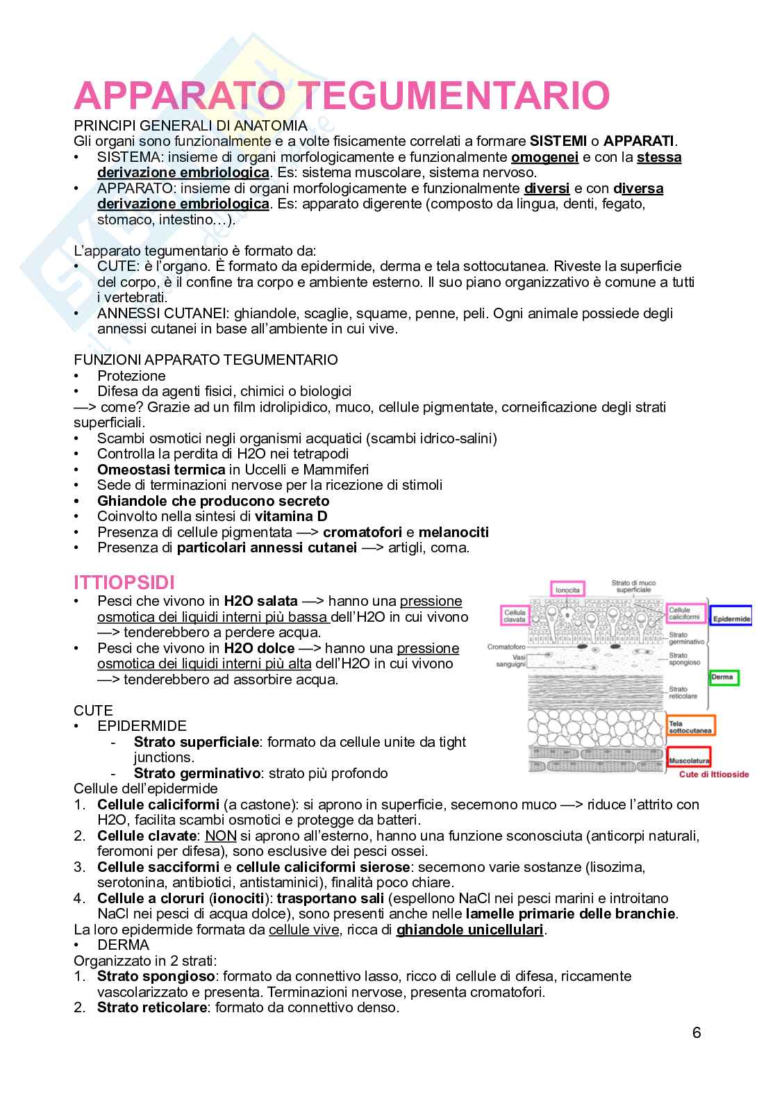 Anatomia comparata Pag. 6