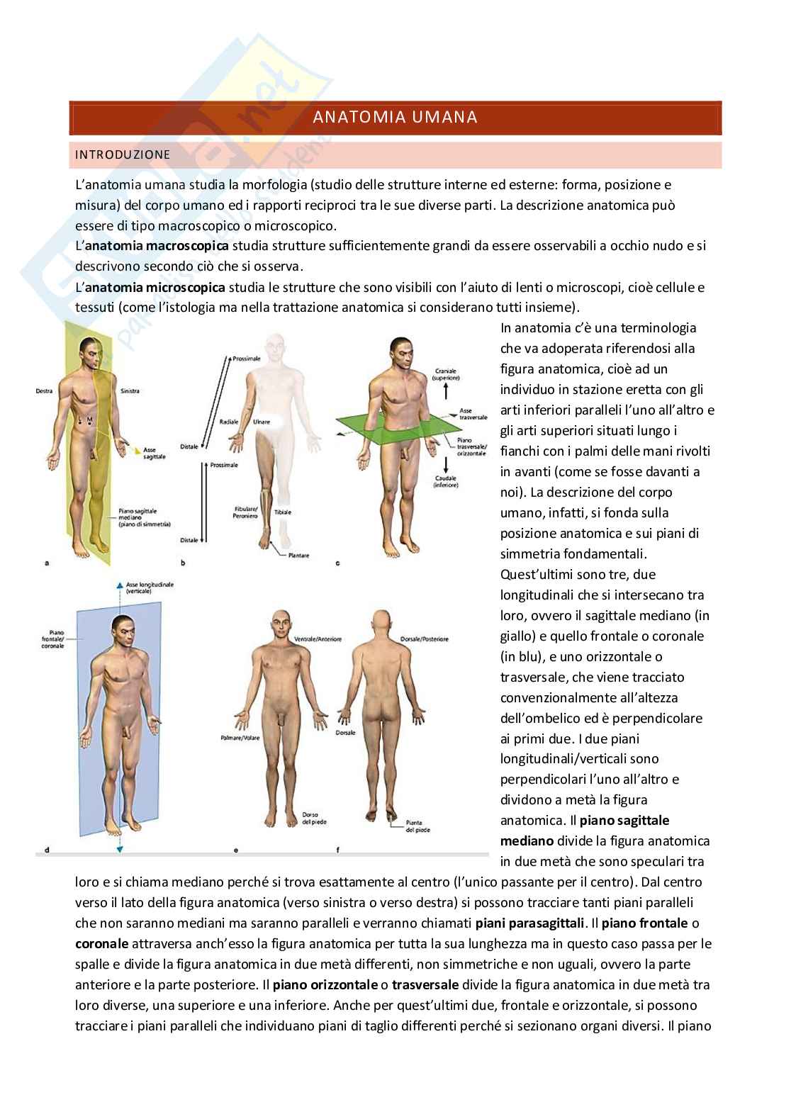 Anatomia umana Pag. 1