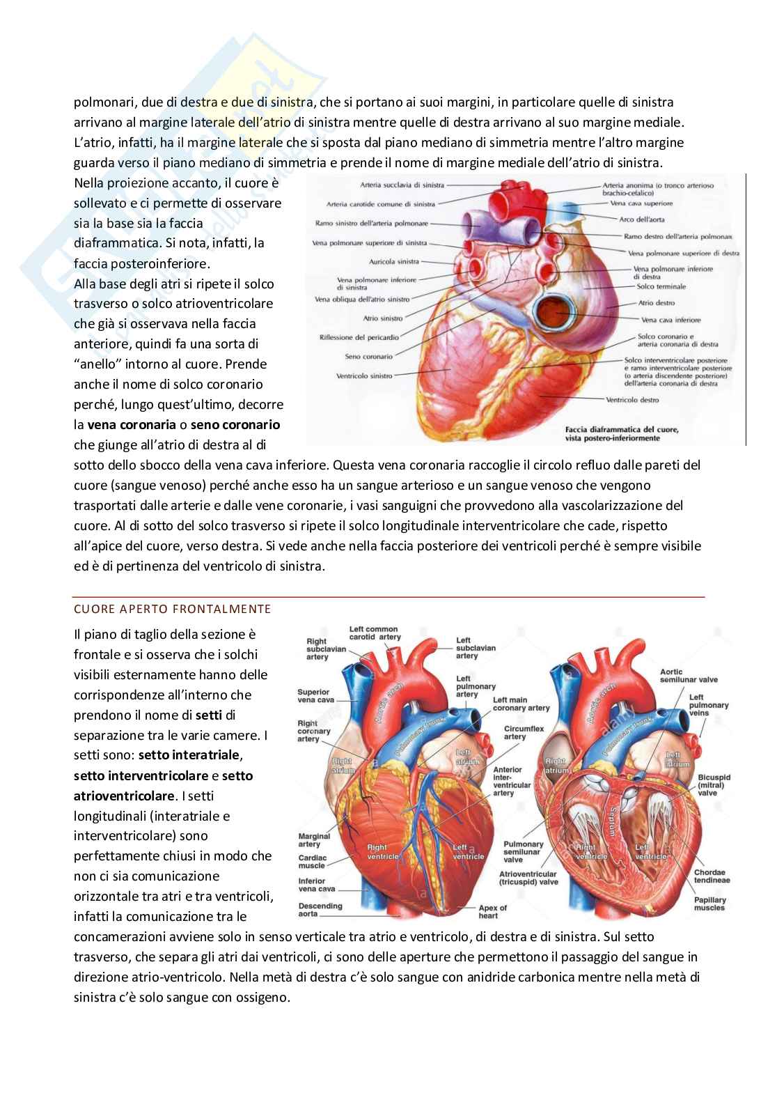 Anatomia umana Pag. 11