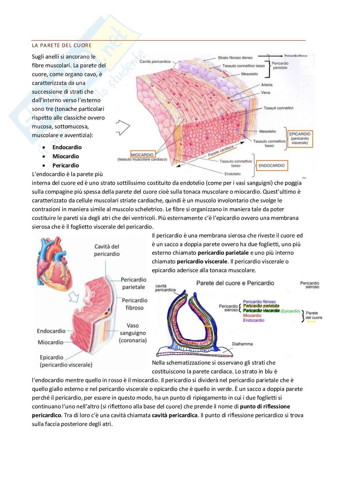 Anatomia umana Pag. 16
