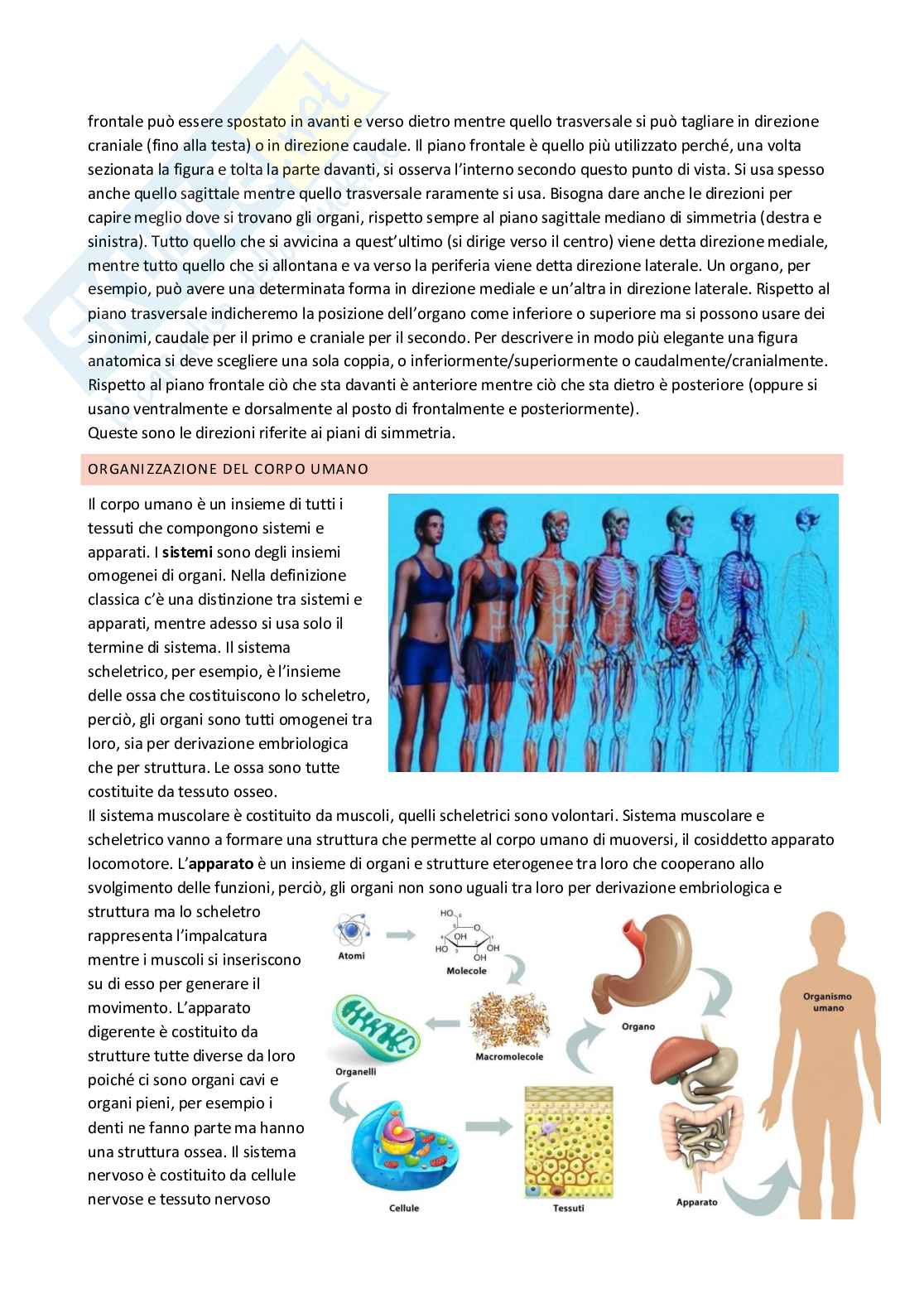 Anatomia umana Pag. 2