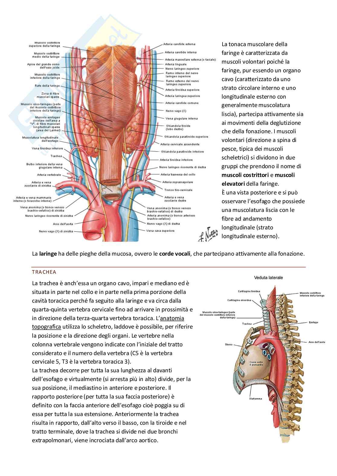 Anatomia umana Pag. 21