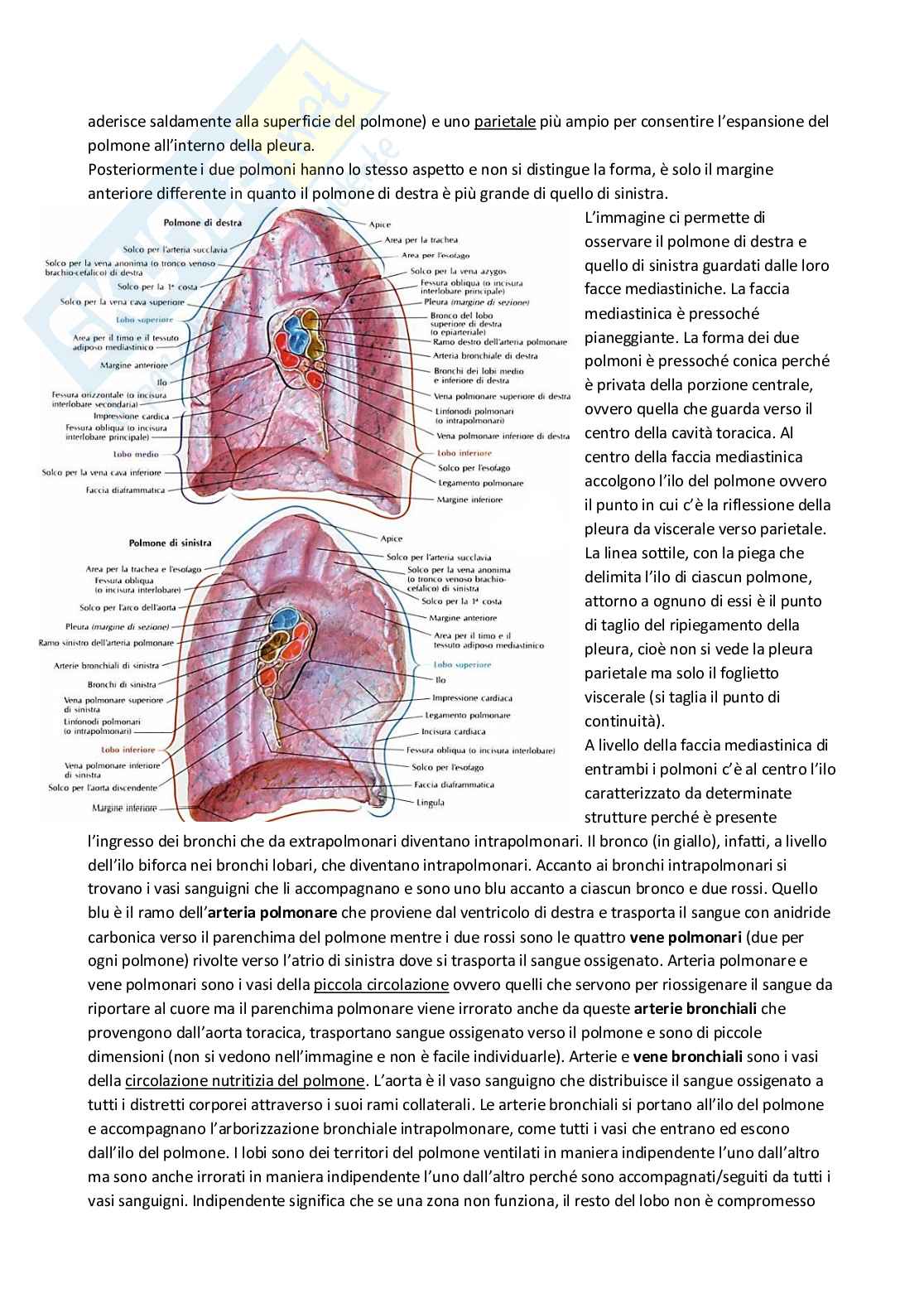 Anatomia umana Pag. 26