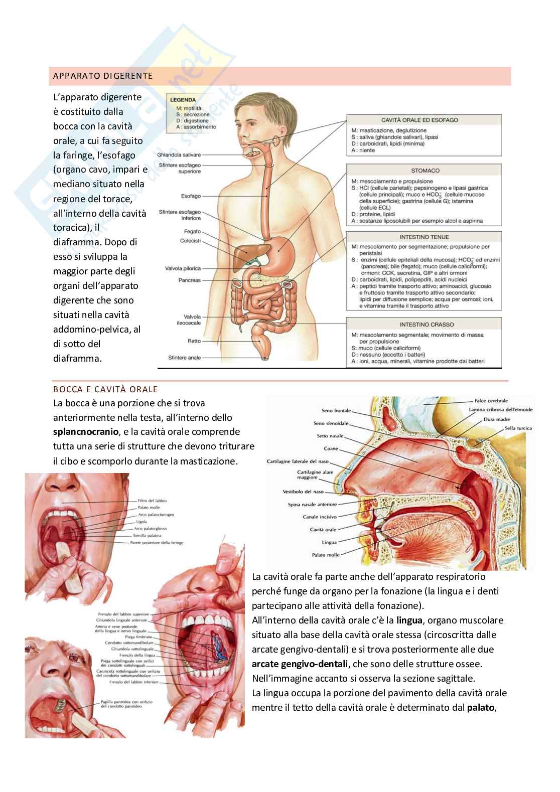 Anatomia umana Pag. 31