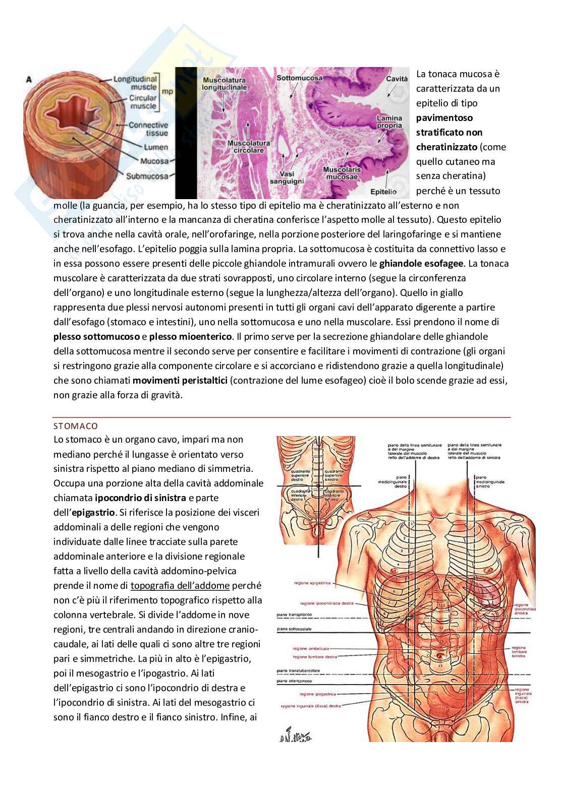 Anatomia umana Pag. 36
