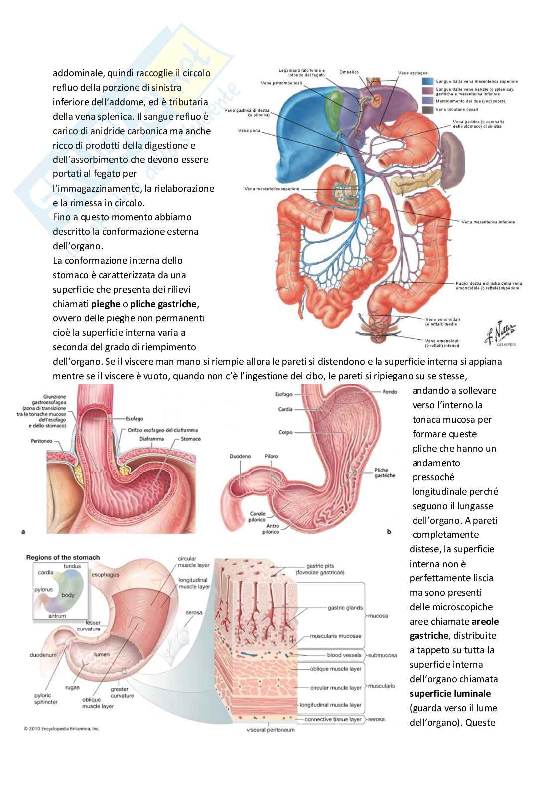Anatomia umana Pag. 41
