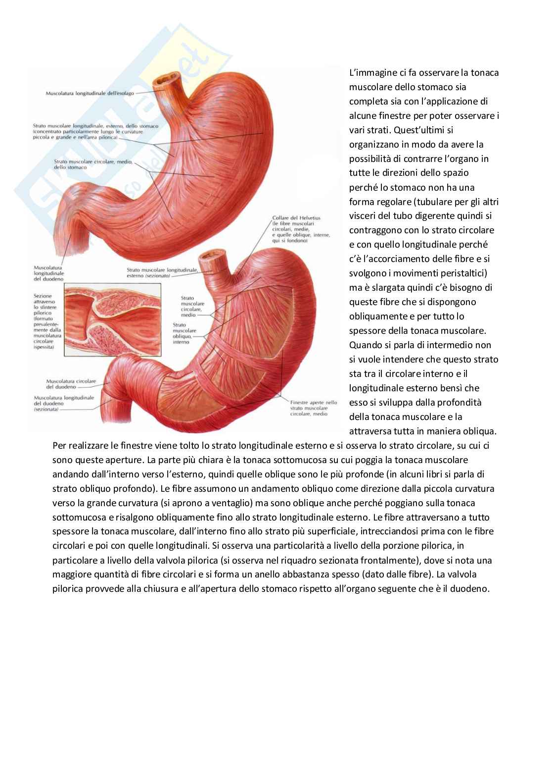 Anatomia umana Pag. 46