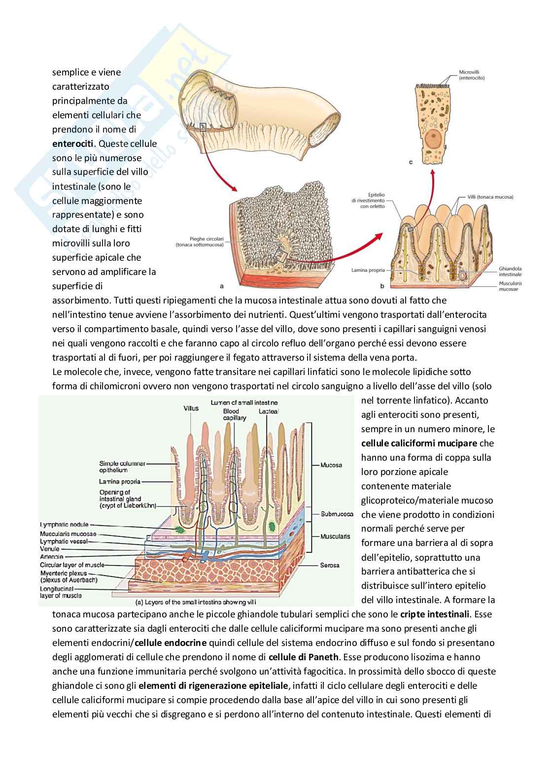 Anatomia umana Pag. 51