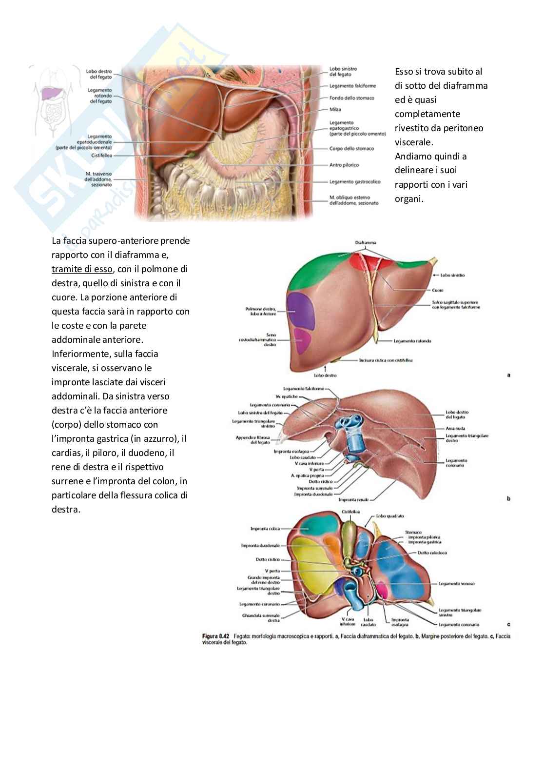 Anatomia umana Pag. 56