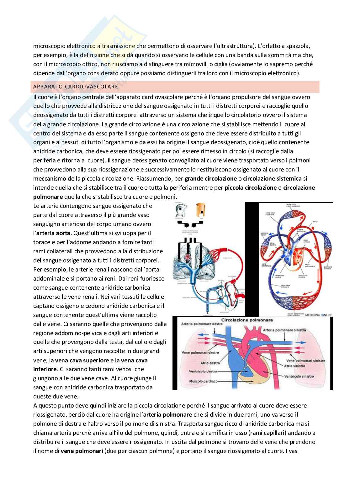Anatomia umana Pag. 6