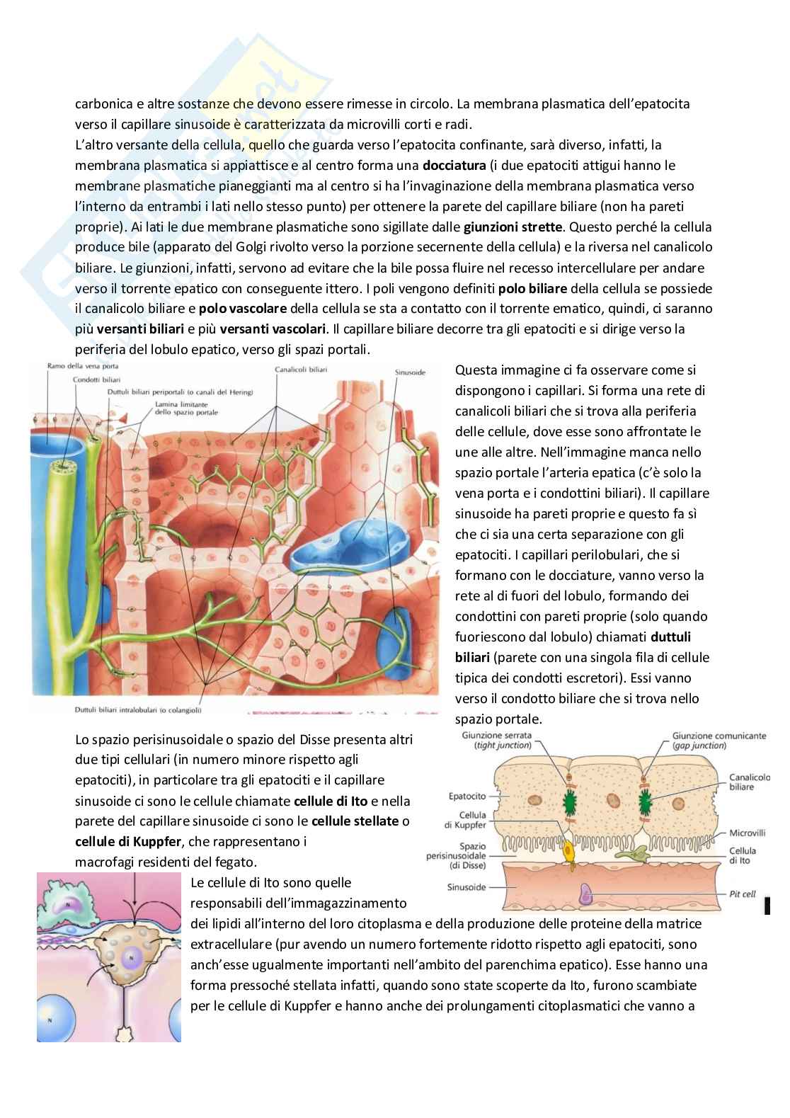 Anatomia umana Pag. 61