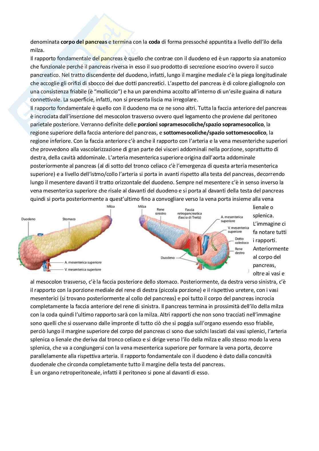 Anatomia umana Pag. 66