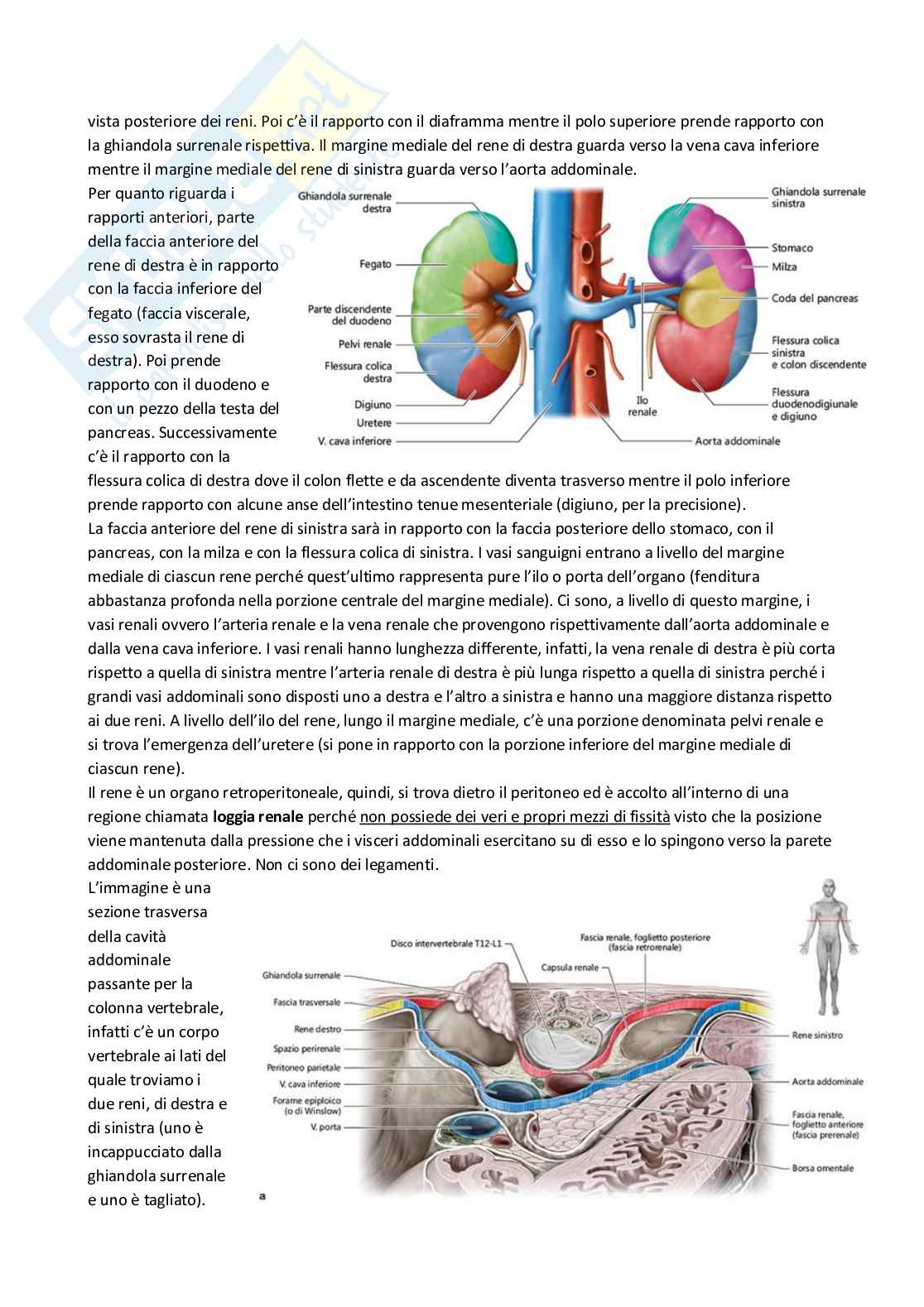 Anatomia umana Pag. 71