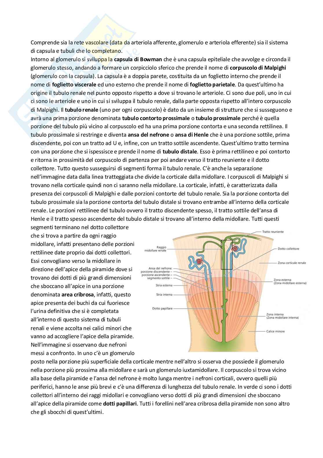 Anatomia umana Pag. 76