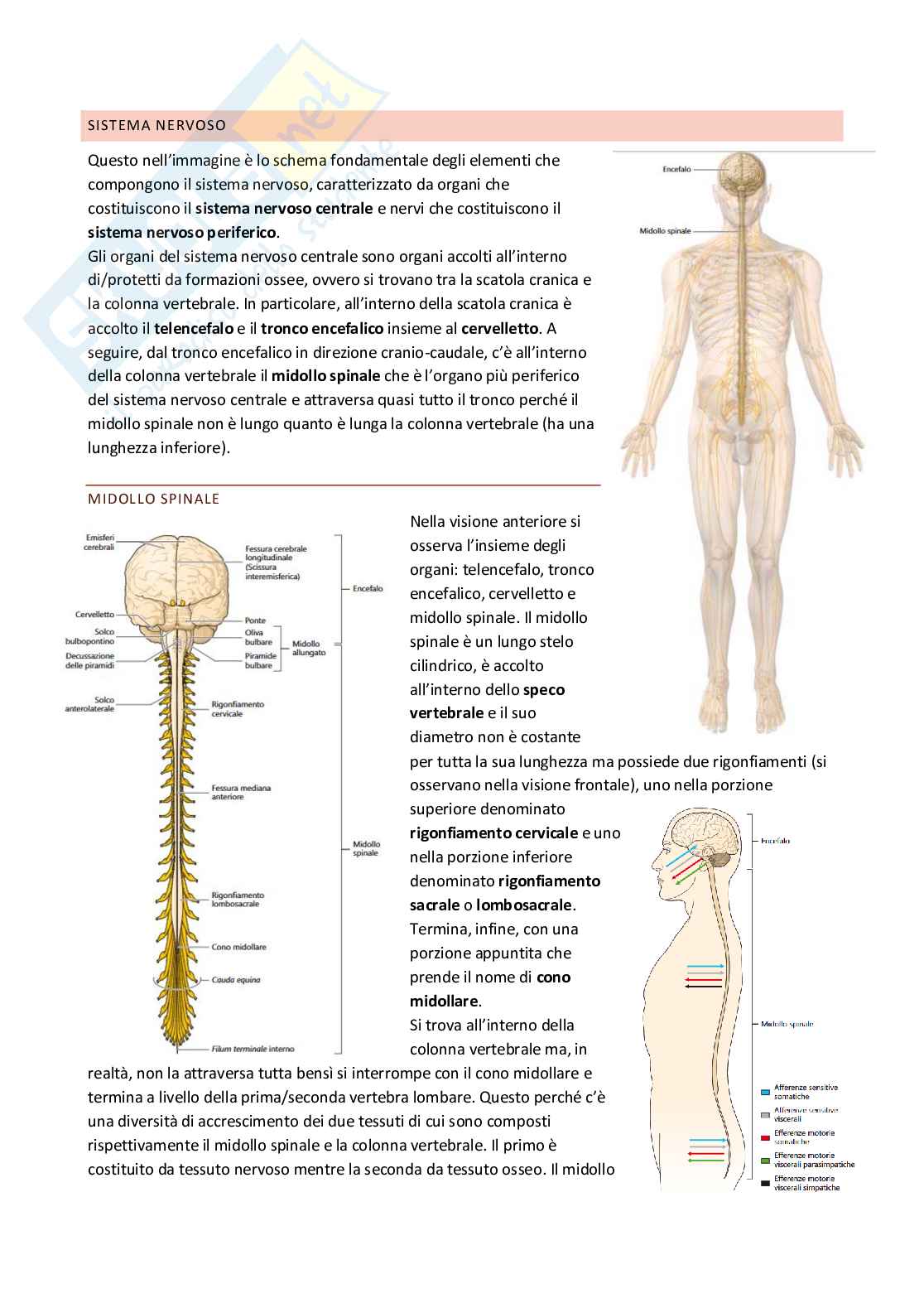Anatomia umana Pag. 81