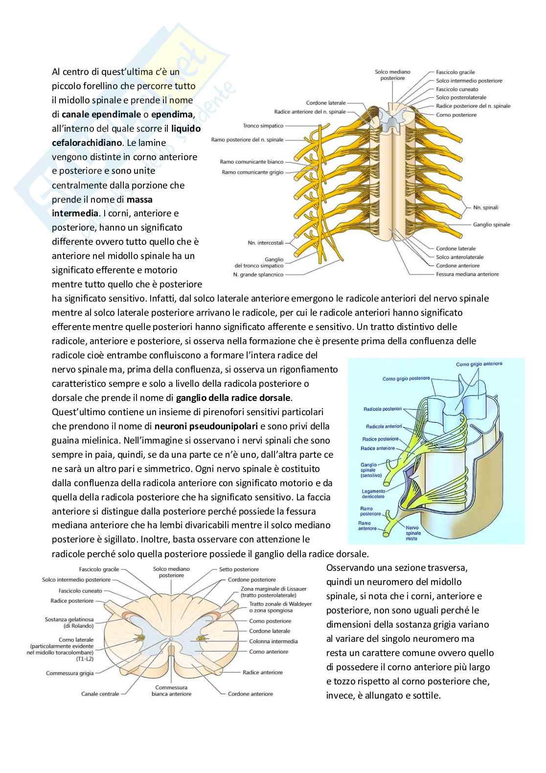 Anatomia umana Pag. 86