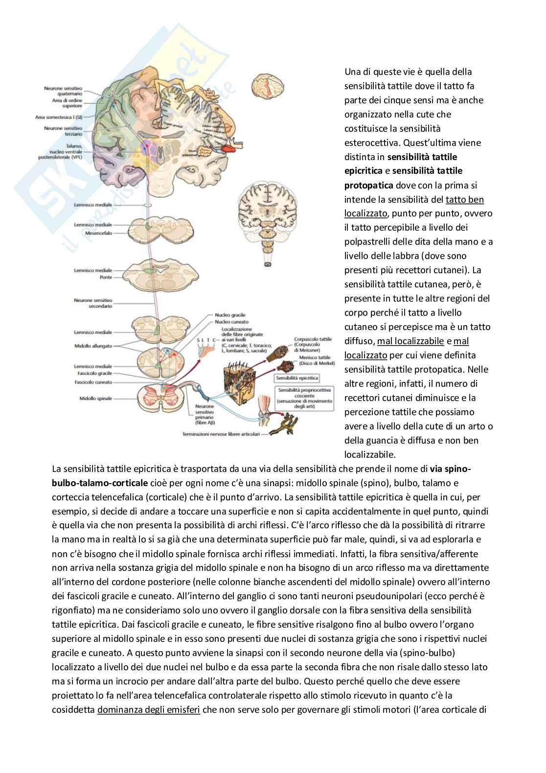Anatomia umana Pag. 91