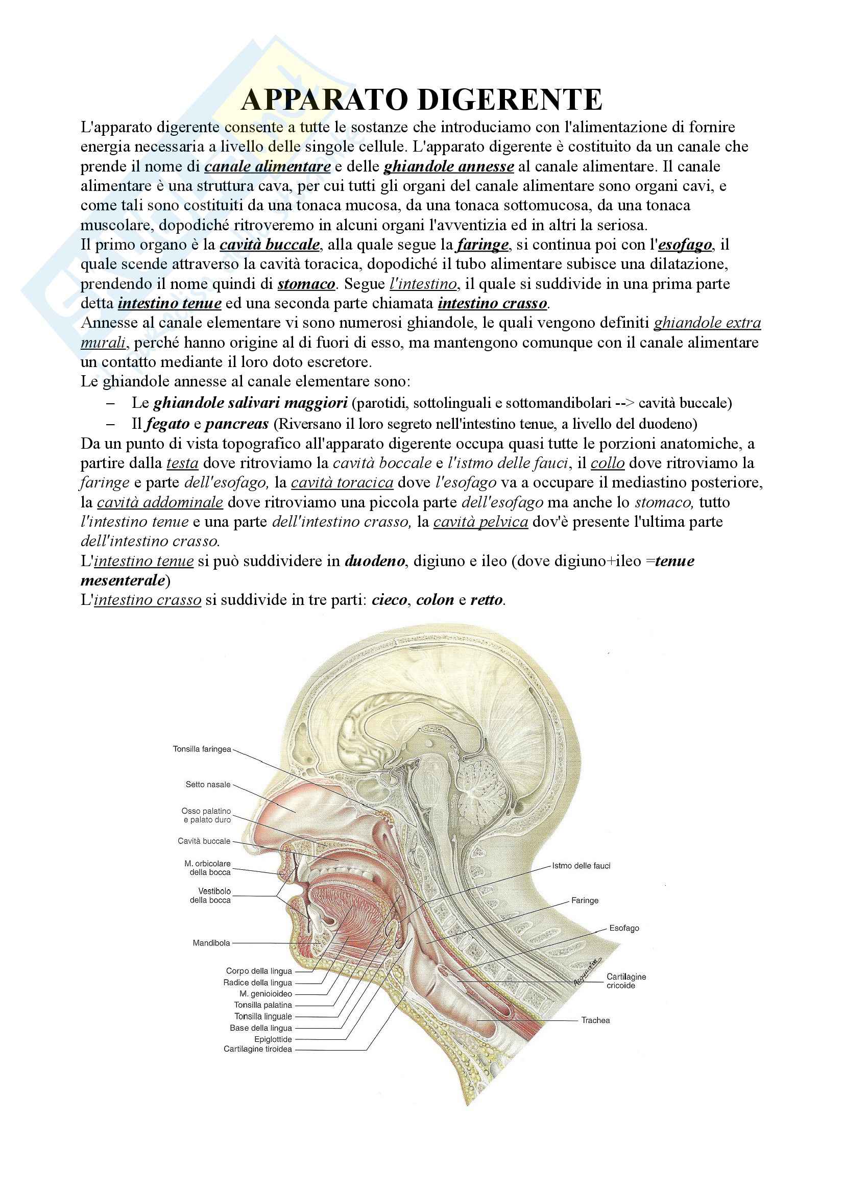 Anatomia II - Appunti Pag. 11