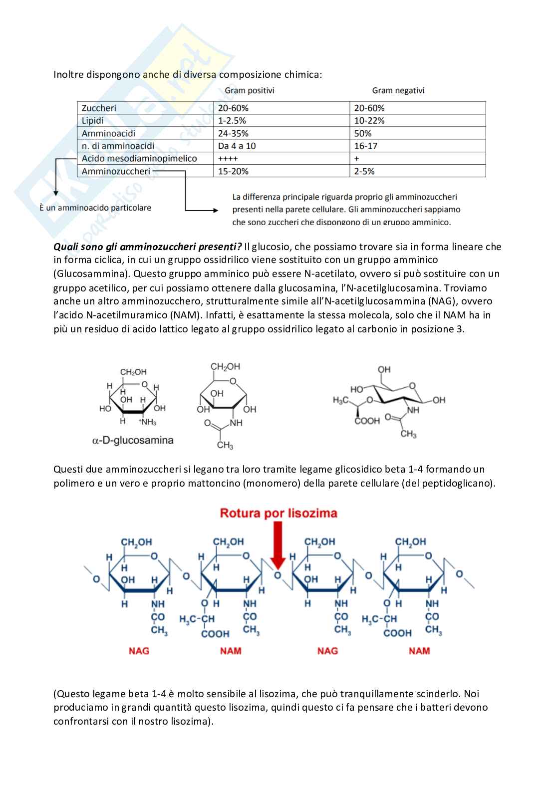 Microbiologia e microbiologia clinica - parte 1 Pag. 11