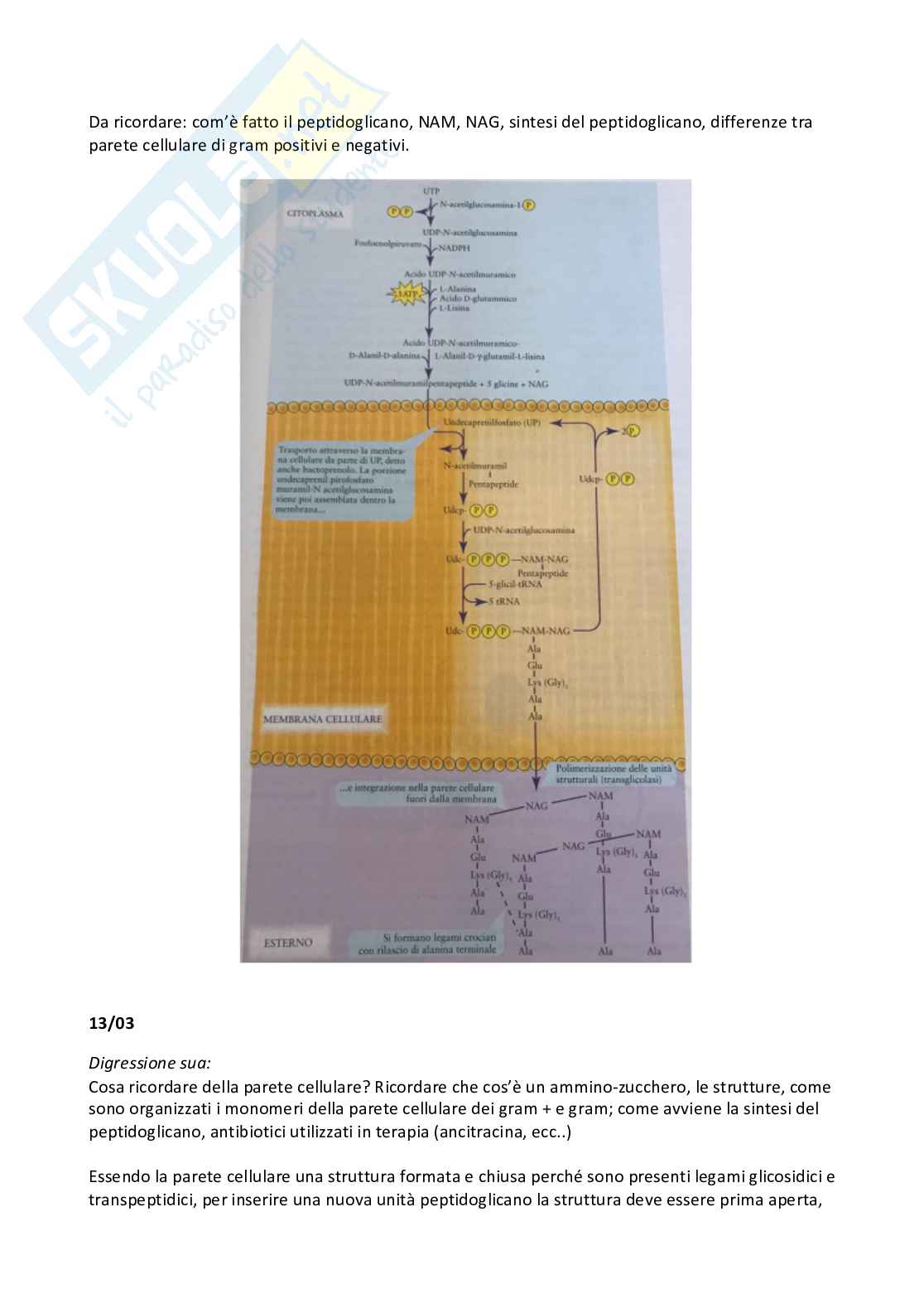 Microbiologia e microbiologia clinica - parte 1 Pag. 16
