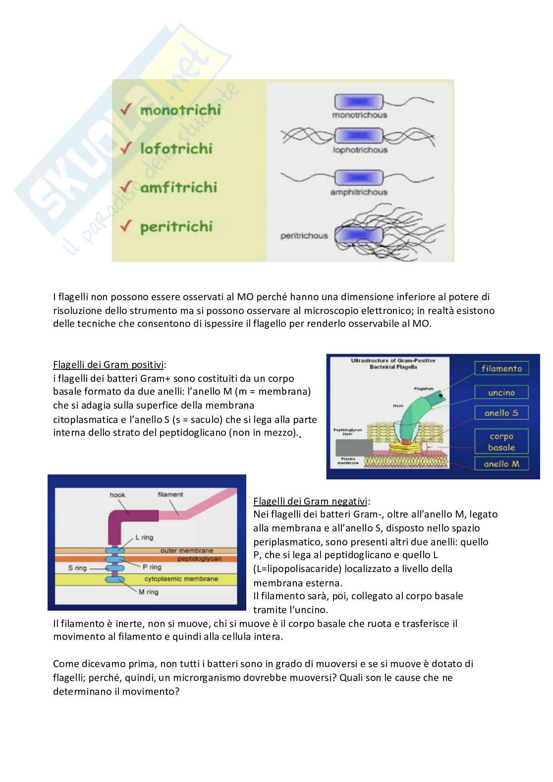 Microbiologia e microbiologia clinica - parte 1 Pag. 26