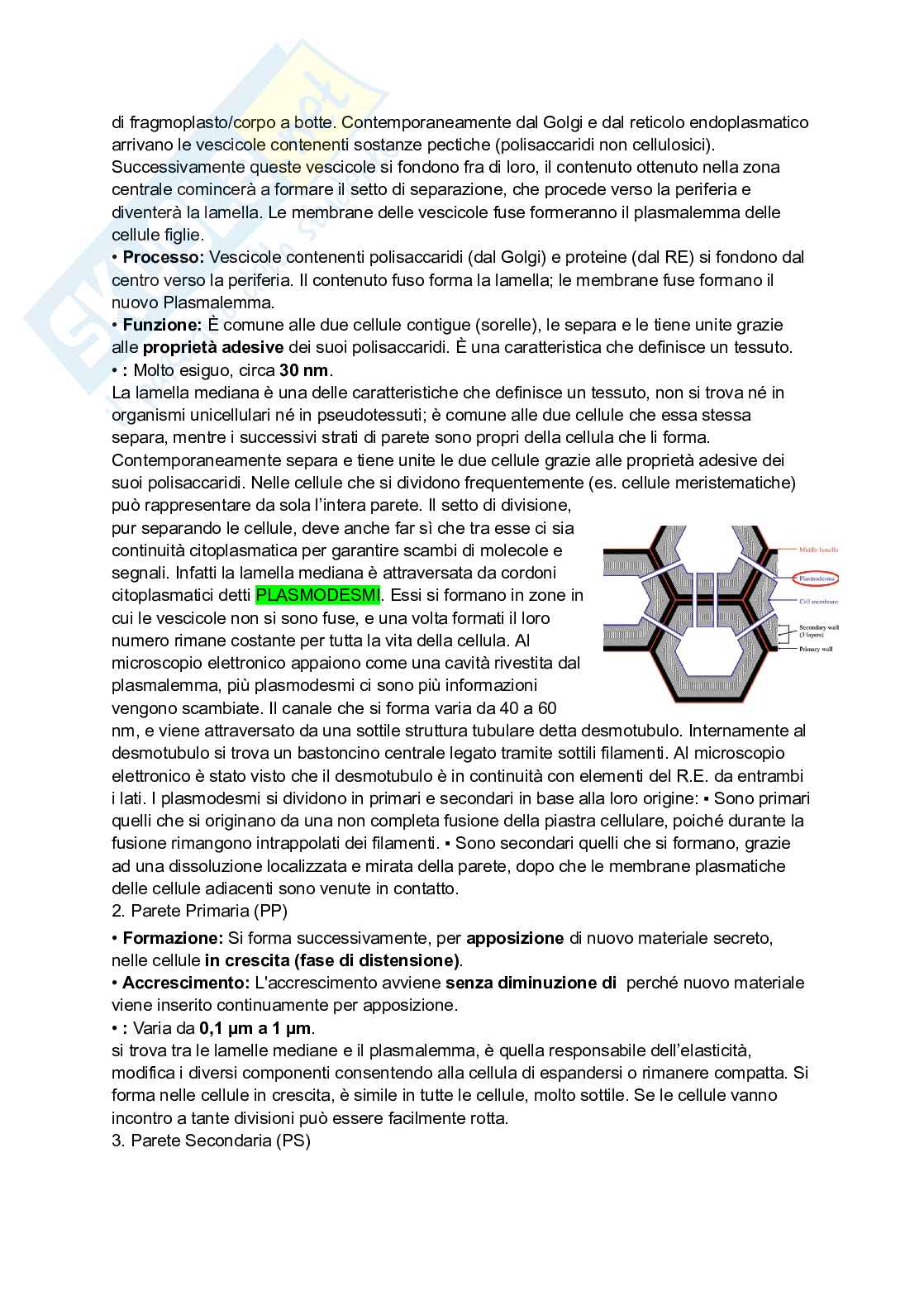 Appunti completi di Botanica generale Pag. 16