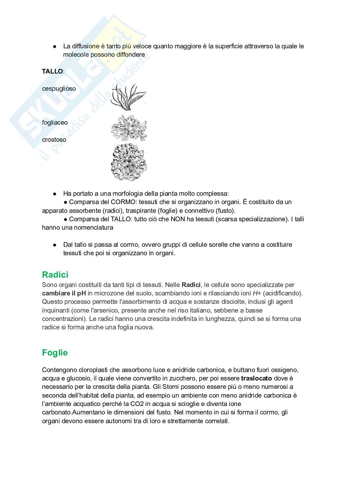 Appunti completi di Botanica generale Pag. 2